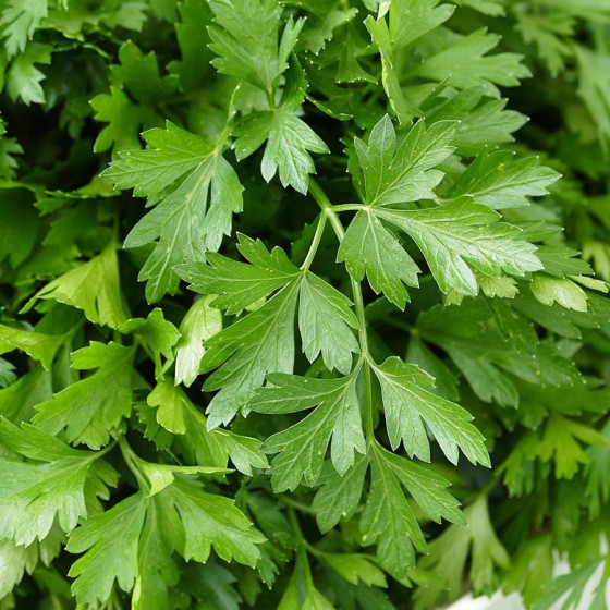 Pētersīļu Fest, Pētersīļu sēklas, Lapu pētersīļi