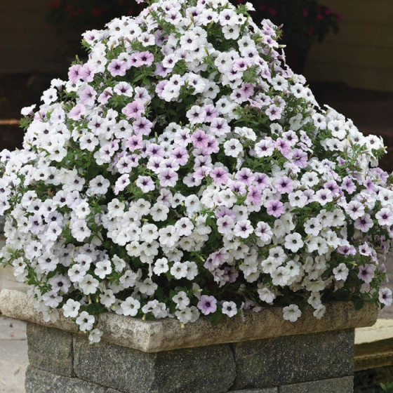 Petunia Tidal Wave Silver, Petūniju sēklas, Petūnijas Tidal Wave