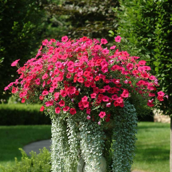 Petunia Tidal Wave Hot Pink, Petūniju sēklas, Petūnijas Tidal Wave