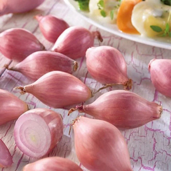 Sīksīpoli Rosanna, Sīksīpoliņi, Nopirkt sīksīpolus