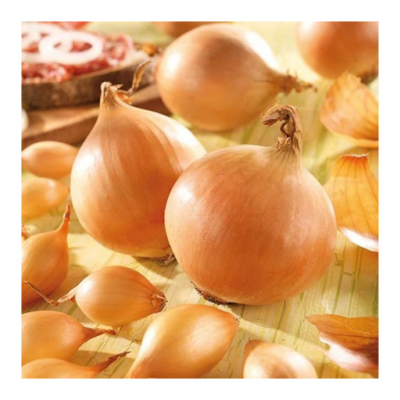 Sīksīpoli Corrado, Sīksīpoliņi, Nopirkt sīksīpolus