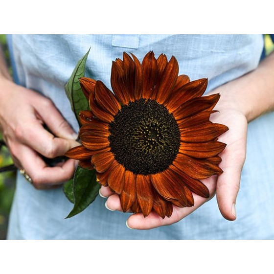 Saulespuķes Red Sun, Saulespuķu sēklas Red Sun