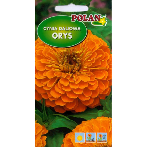 Cinnija Orys, Cinnijas, Cinniju sēklas, Cinnijas sēklas