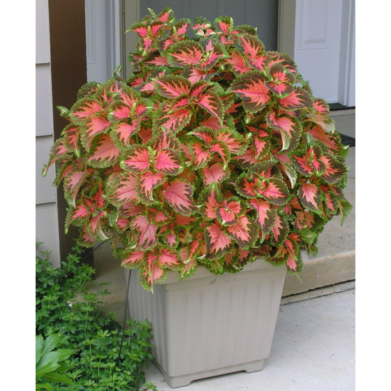 Skaistnātrītes, Blūma skaistnātrītes, Skaistnātrīšu sēklas