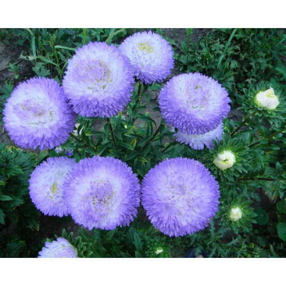 Asteres Chrisantella Winter Look