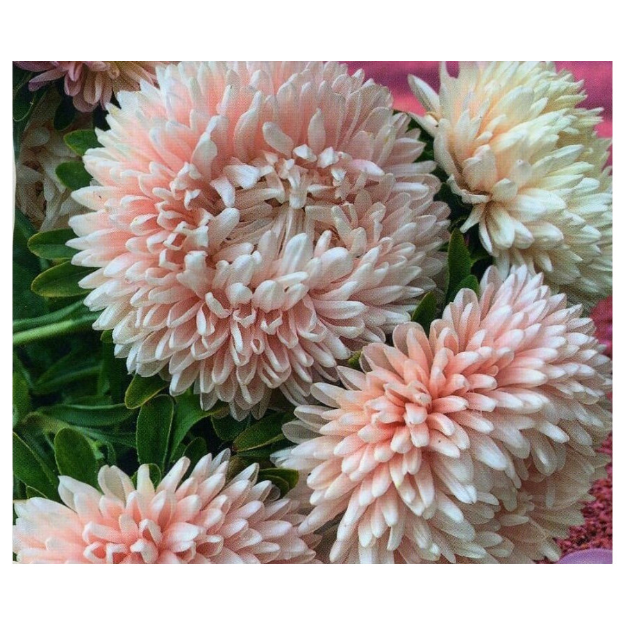 Asteres Chrisantella Pink Mother Of Pearl