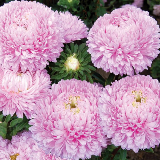 Asteres Chrisantella Love Me Tender