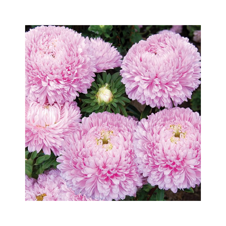 Asteres Chrisantella Love Me Tender