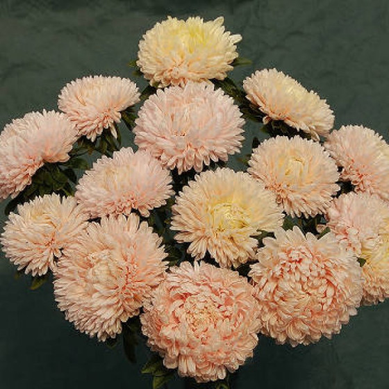 Asteres XXL Syringa Champagne