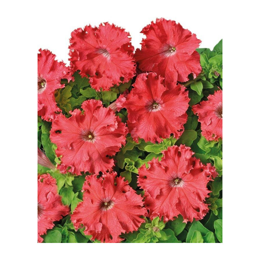 Petūnija  Aphrodite Salmon, Petunia Aphrodite Salmon