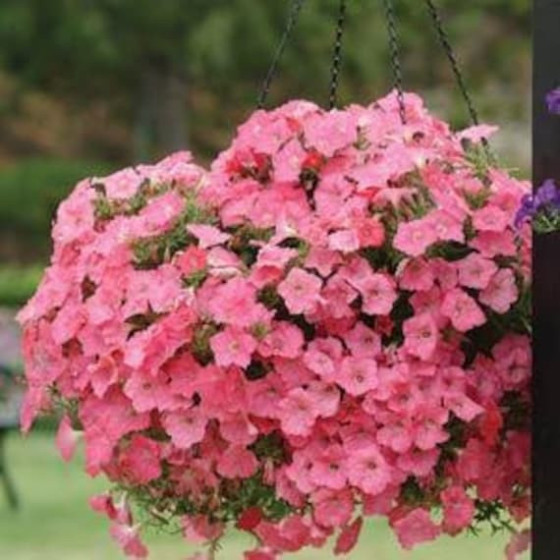 Petūnijas Avalanche Salmon, Petūniju sēklas