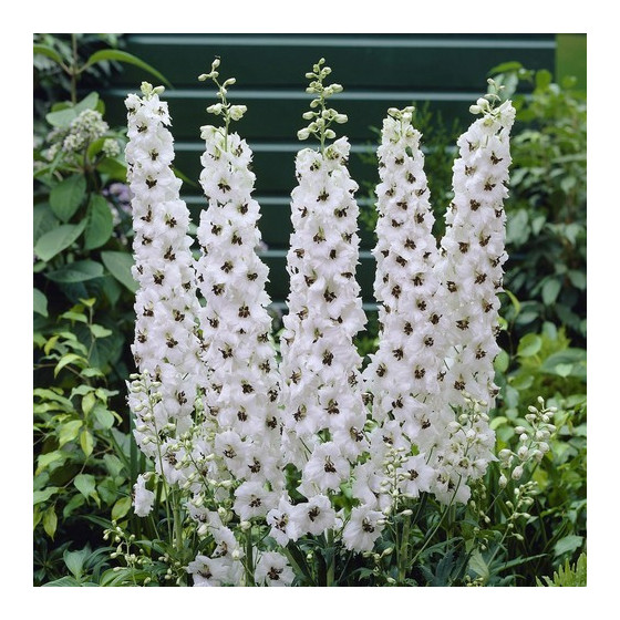 Delfīnijas augstās Magic Fountains White Dark Bee, Delfīniju sēklas