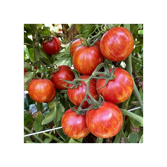 Tomāti Red Zebra F1, Tomātu sēklas Red Zebra F1