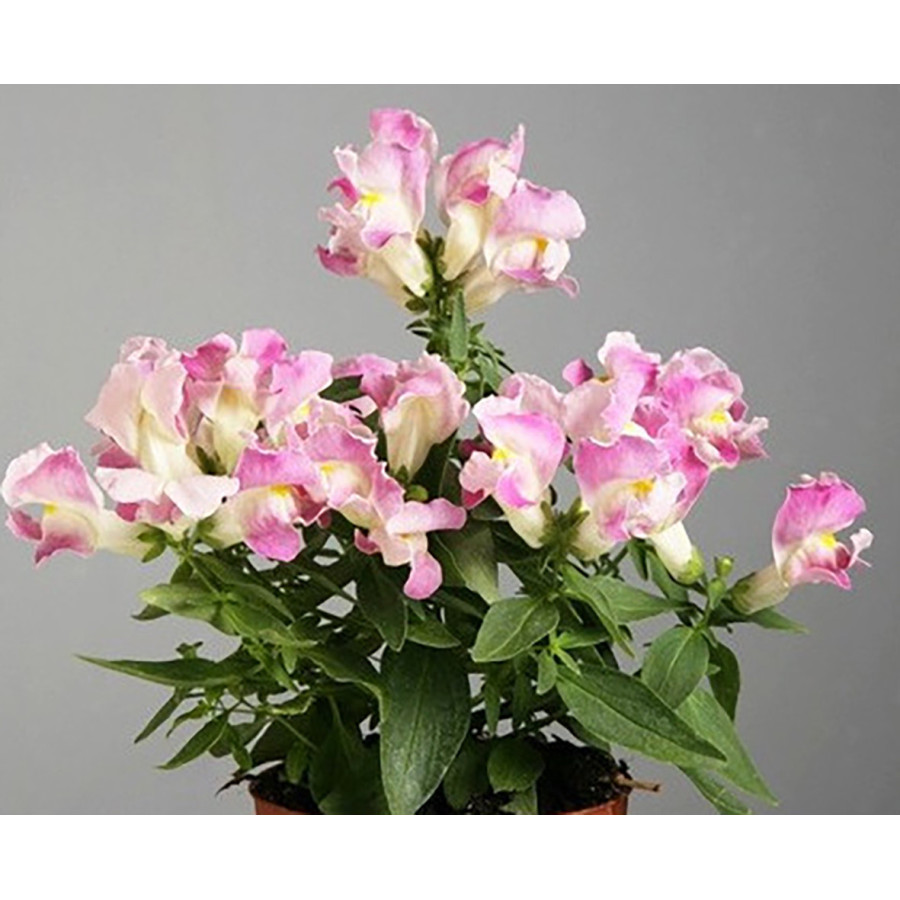 Lauvmutītes Floral Showers Lavender Bicolour