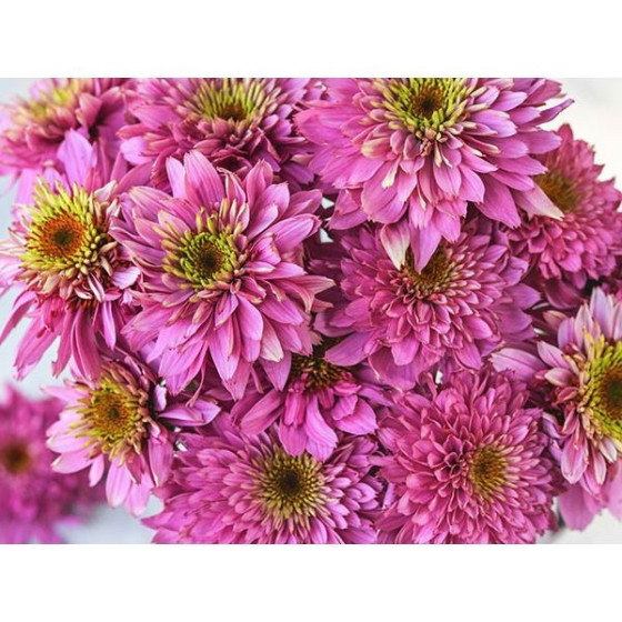 Ehinācijas, Ehināciju sēklas, Echinacea purpurea