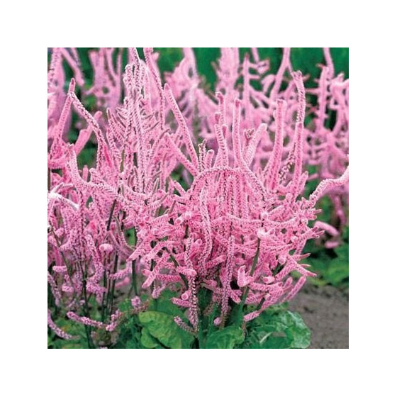 Limonija jomotā rozā, Limoniju sēklas, limonijas, Limonium surowowii