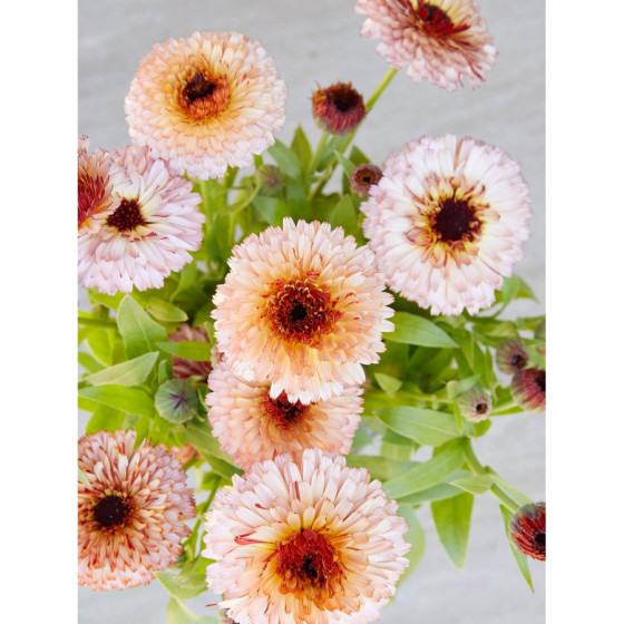 Kliņģerītes, Kliņģerīšu sēklas, Calendula officinalis