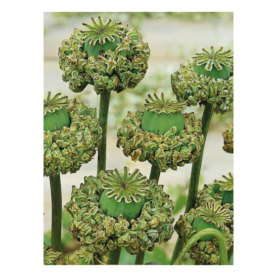 Magones hen & chickens, Magones, hen & chickens