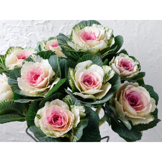 Dekoratīvie kāposti, Brassica Crane Bicolour