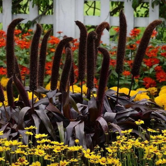 Sarzāle Copper Prince, Graudzāles, Graudzāļu sēklas, Pennisetum glaucum