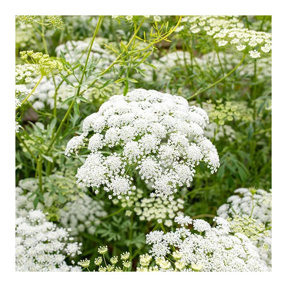 Savvaļas burkāni, Savvaļas burkānu sēklas, lielā ammija, Ammi majus