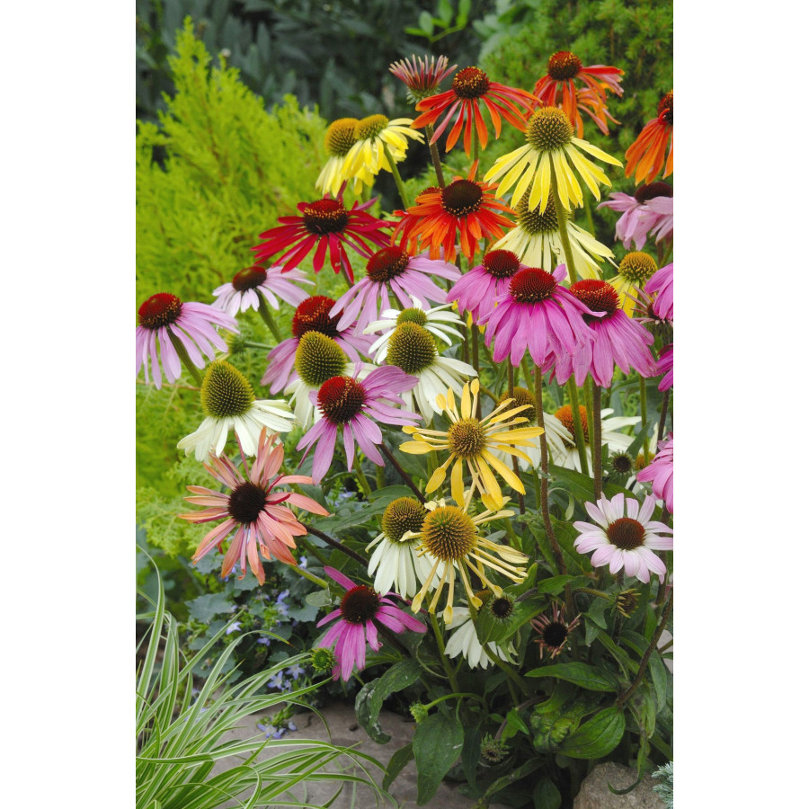 Ehinācijas, Ehināciju sēklas. Echinacea purpurea