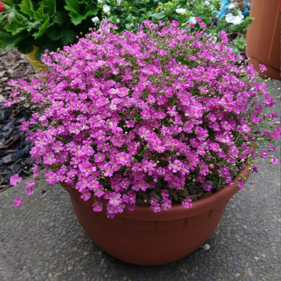 Gypsophila muralis Gypsy Deep Rose, Mūru ģipsene, Ģipseņu sēklas, Ģipsenes sēklas