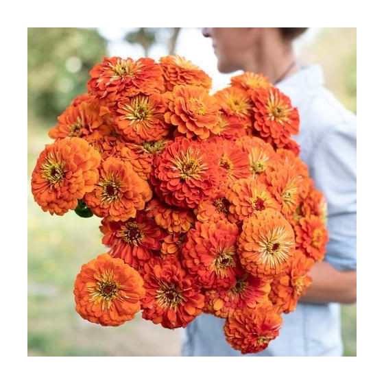 Cinnijas gleznās Benary's Giant Orange