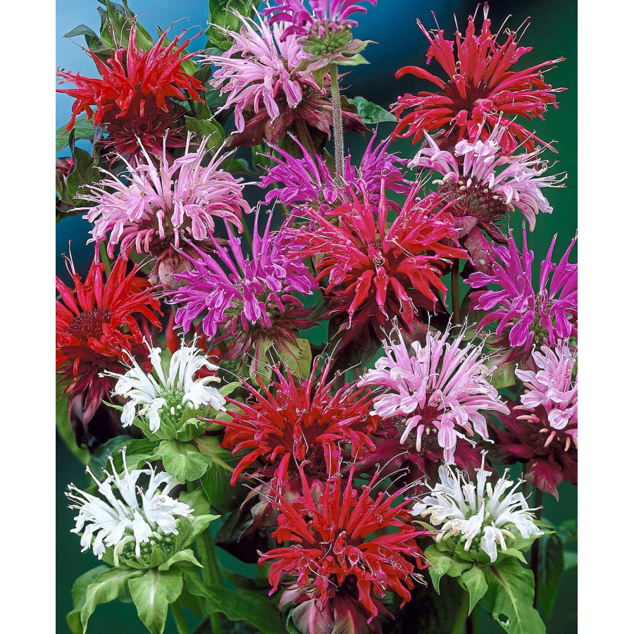 Dvīņziedu monarda, Monardas sēklas, Monarda dydima, Monardu sēklas
