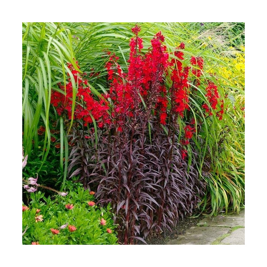 Lobelia fulgens Queen Victoria, Spožā lobēlija