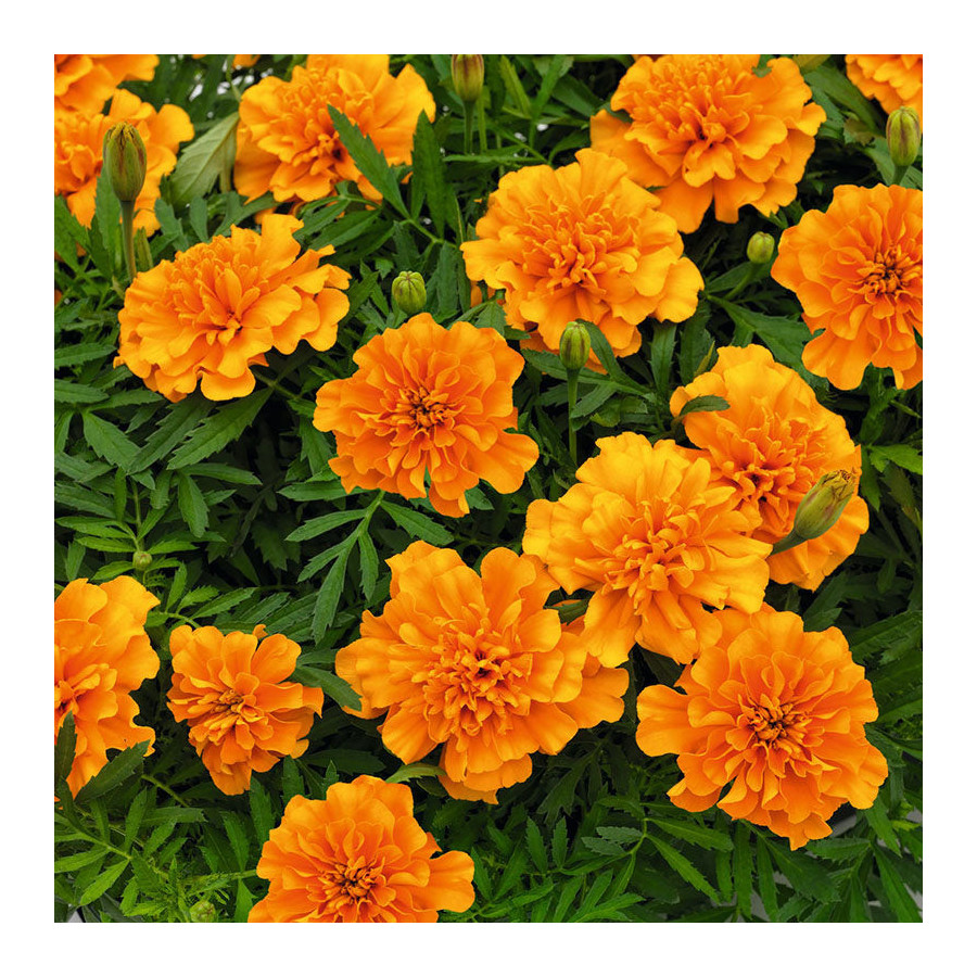 Samtenes Super Hero Deep Orange
