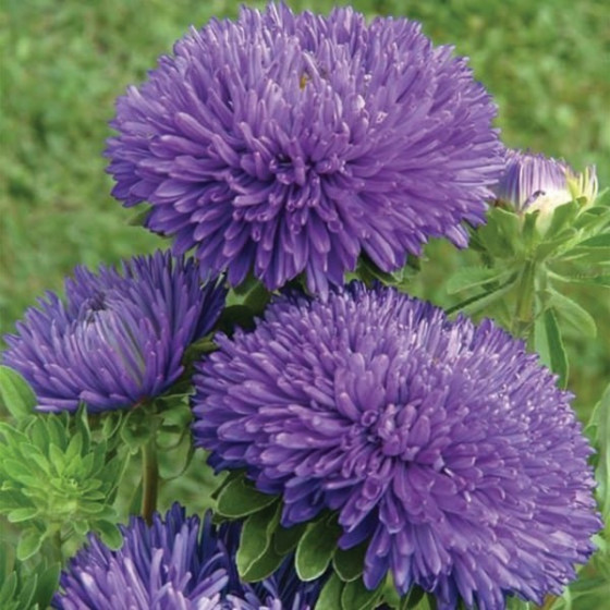 Asteres ķīnas Gala Blue