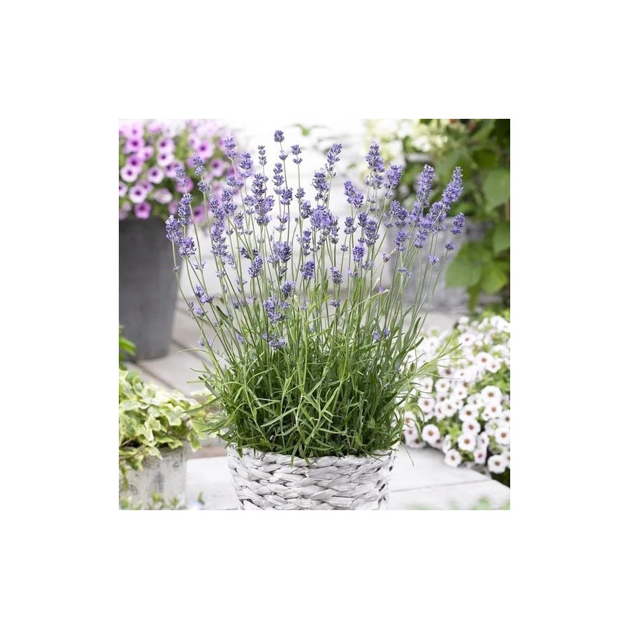 Lavanda, Lavandas sēklas, Lavanda Munsted Variety