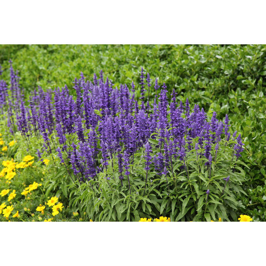 Salvija miltainā Victoria Blue, Salvijas sēklas, Miltainā salvija