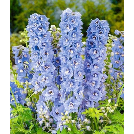 Delfīnijas augstās Magic Fountains Sky Blue/White Bee 10s