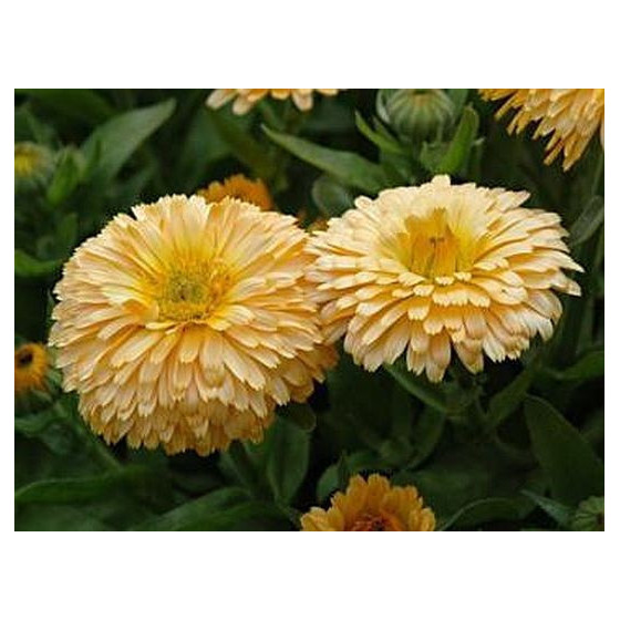 Kliņģerītes ārstnieciskās Bon Bon Apricot 50 sēklas