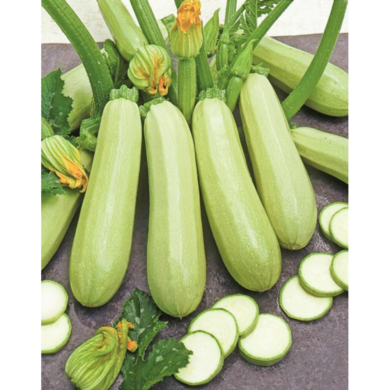 Cukini Ezra, Cukini sēklas Ezra, Kabači, Kabaču sēklas Ezra