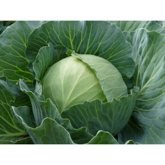 Kāposti Parel, Kāpostu sēklas Parel, Baltie galviņkāposti PAREL,