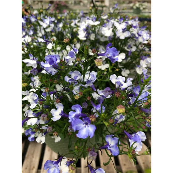 Lobēlijas Riviera Blue Splash, Lobēlijas, Lobēliju sēklas