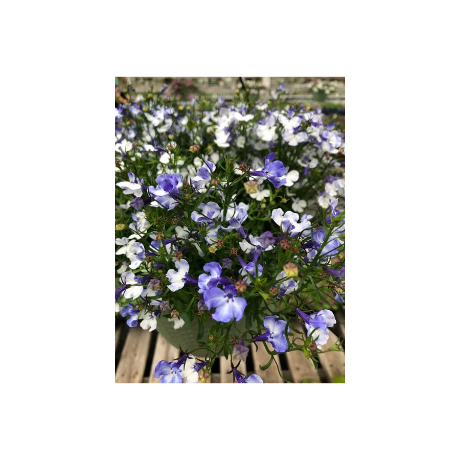 Lobēlijas Riviera Blue Splash, Lobēlijas, Lobēliju sēklas