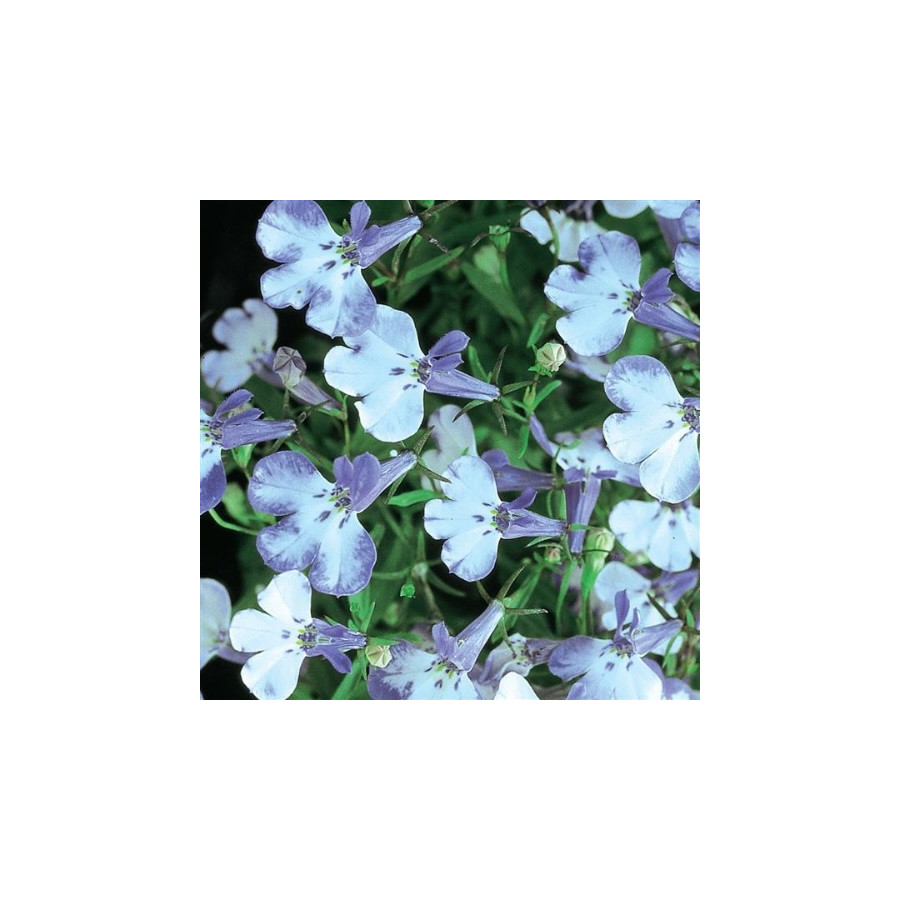 Lobēlijas Riviera Blue Splash, Lobēlijas, Lobēliju sēklas
