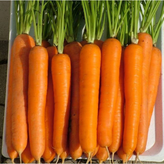 Burkāni Laguna F1, Burkānu sēklas Laguna F1