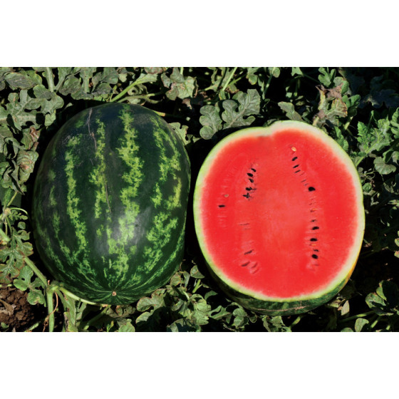 Arbūzi Livia, Arbūzu sēklas Livia