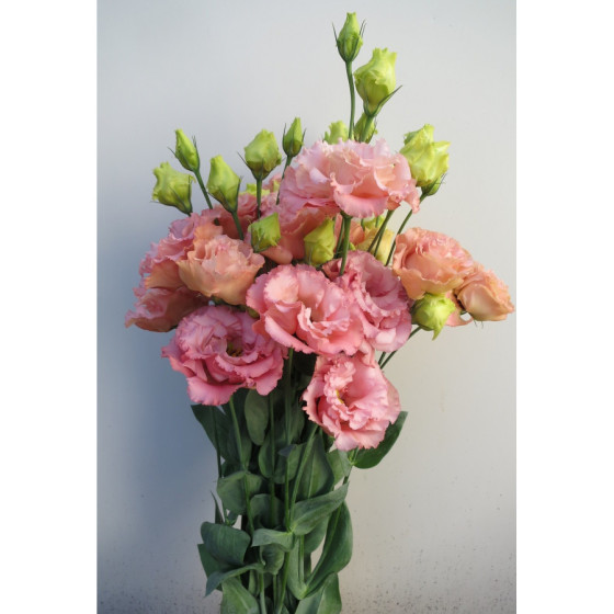 Lizantes sēklas, eustomas sēklas, eustoma, lizante, eustoma grandiflorum