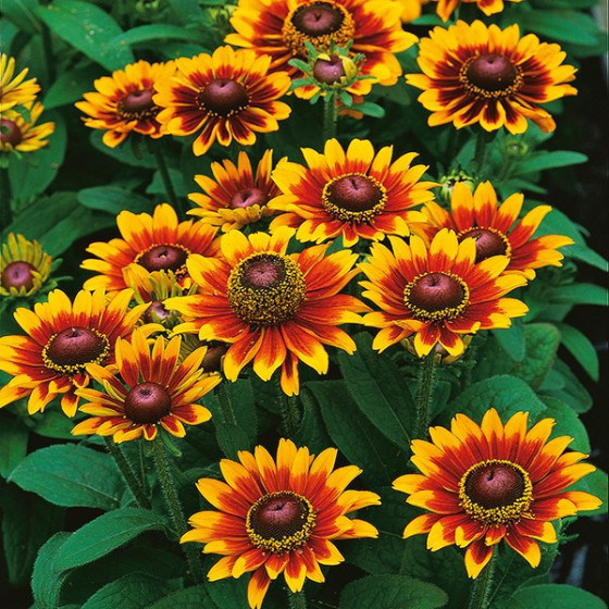 Rudbekija pūkainā Toto® Rustic, Rudbeckia hirta