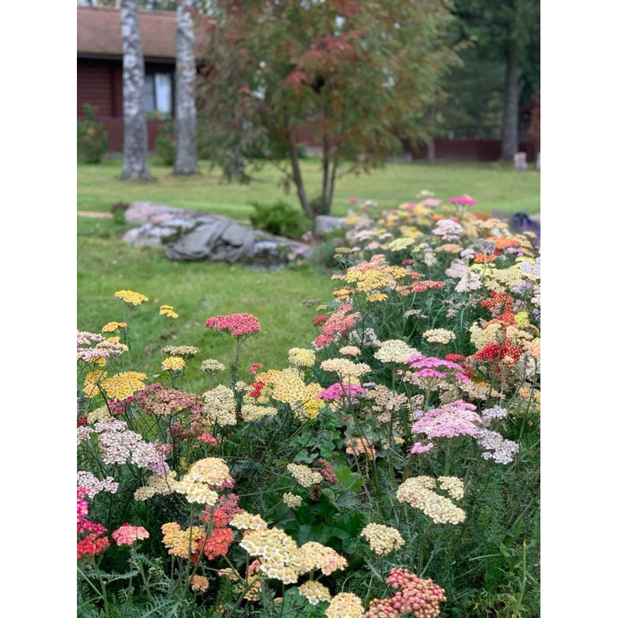 Achillea millefolium, krāsainie pelašķi, dekoratīvie pelašķi, pelašķu sēklas