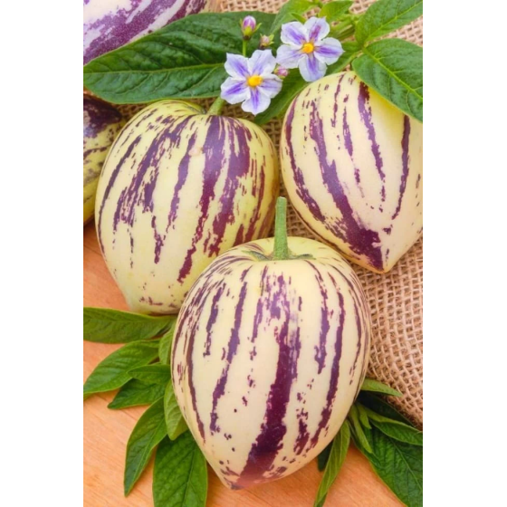 Pepino, pepino sēklas, Pepino melone