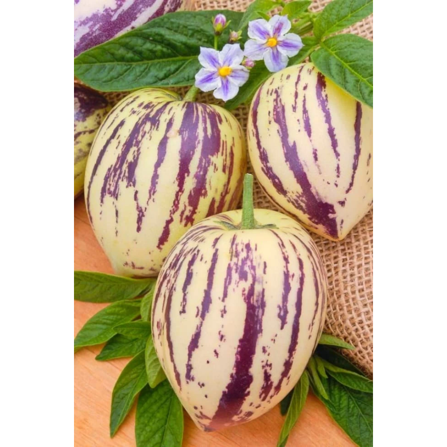 Pepino, pepino sēklas, Pepino melone