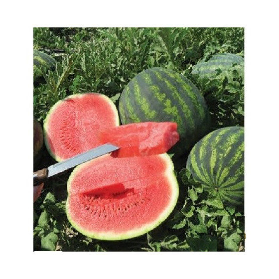 Arbūzi Romanza, Arbūzu sēklas, Arbūza sēklas