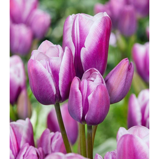 Tulpes PURPLE ELEGANCE (izm.11-12) 5gb, Tulpju sīpoli PURPLE ELEGANCE